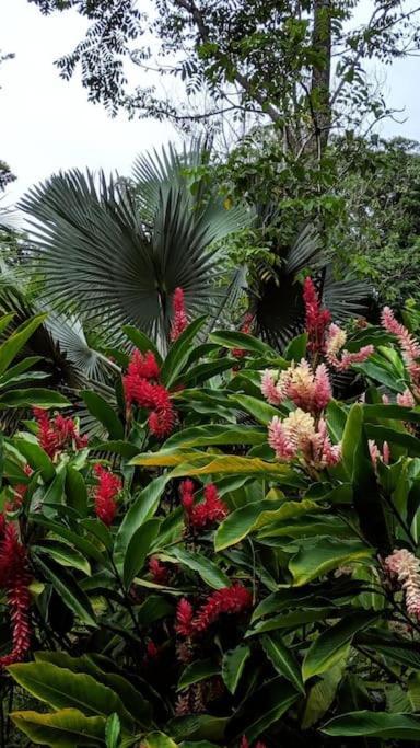 Jungle Beach 2 Bedroom Cottage Bocas del Toro Esterno foto